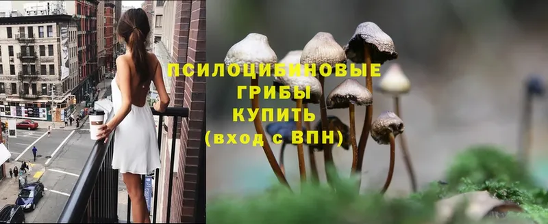 Псилоцибиновые грибы Cubensis Зарайск